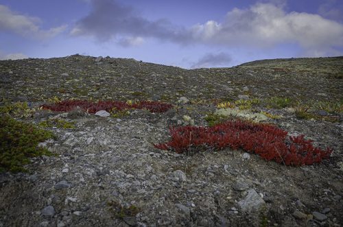 Dovrefjell