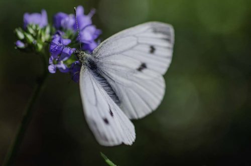 Makro Ebfoto