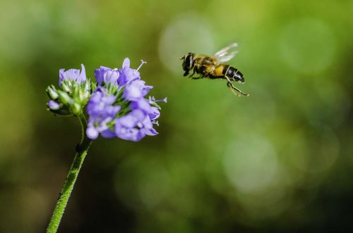 Makro Ebfoto