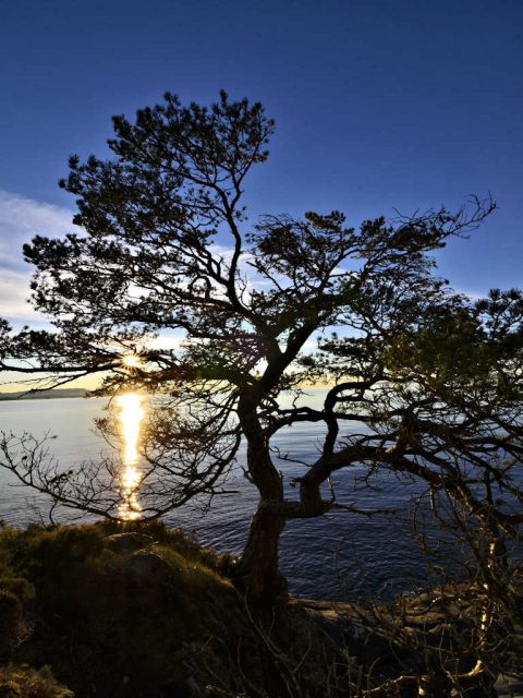 Ei furu ved Bjørnefjorden