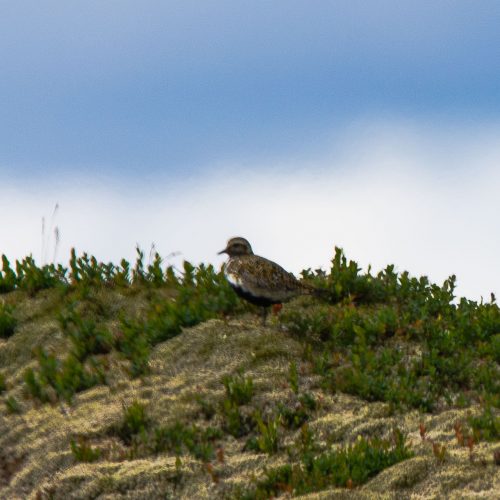 Heilo i fjellet