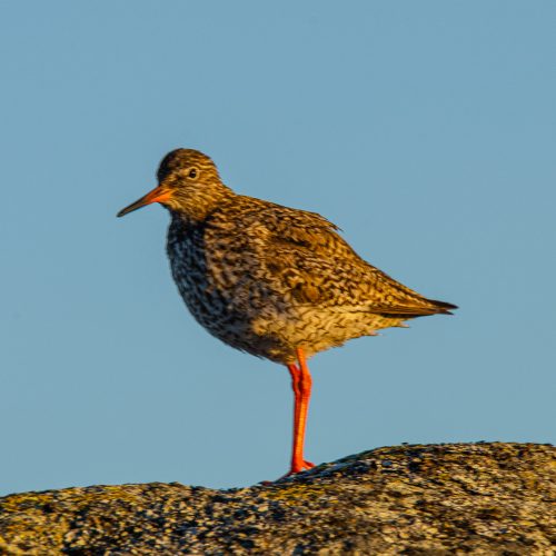Rødstilk