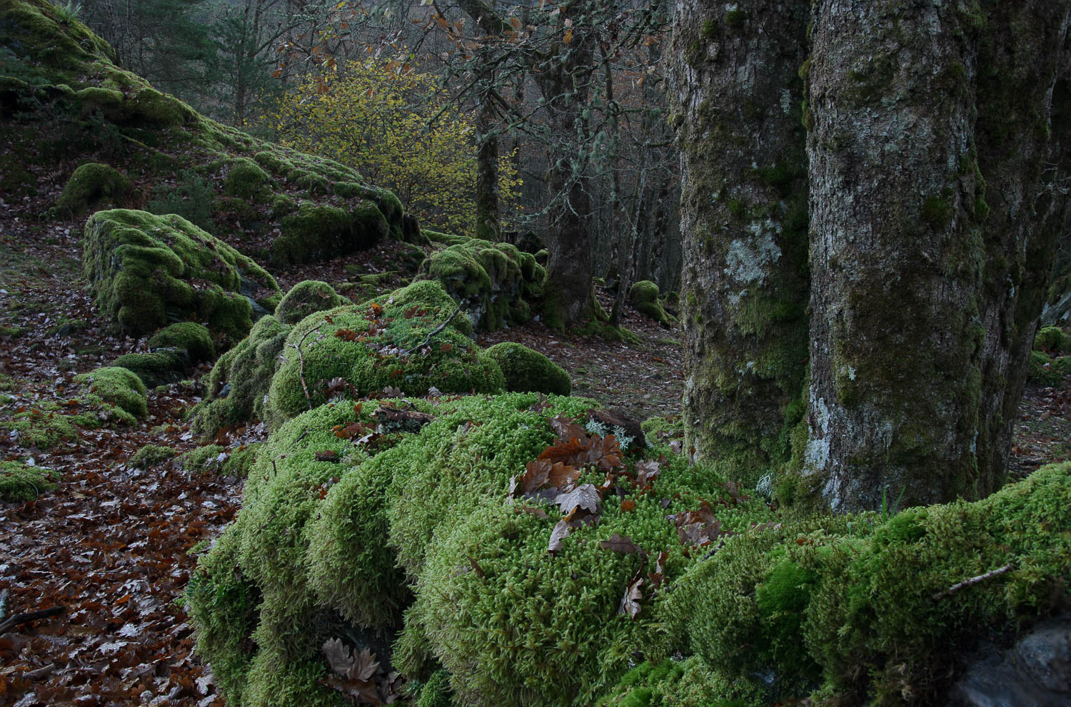 Steinmur