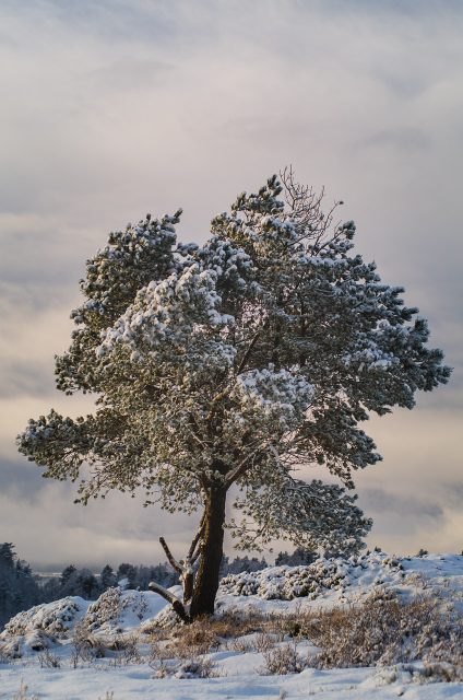 Byfjellet i vinterdrakt