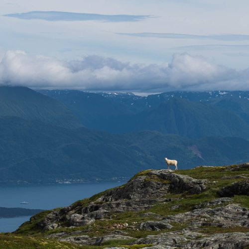 Hardangerfjord