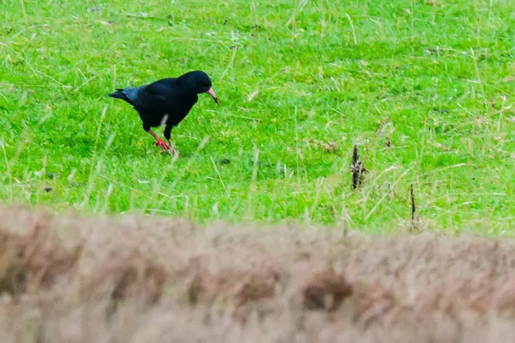 Red leg crow Mayo, Ireland