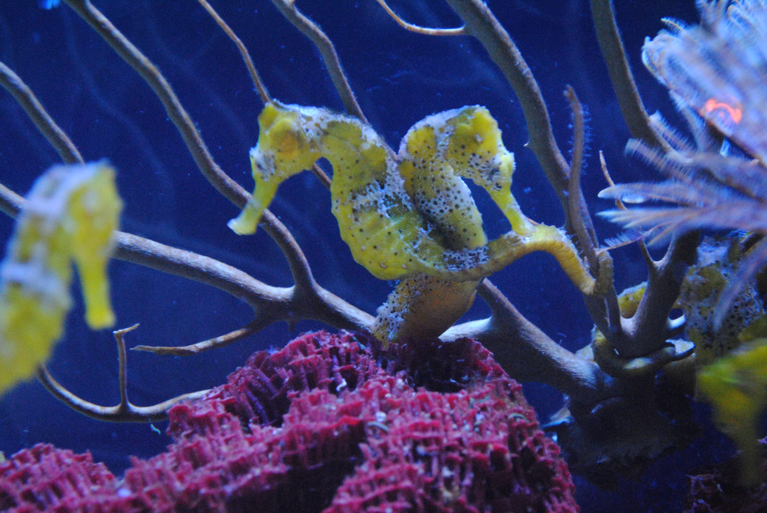 Three yellow seahorses in a coral reef