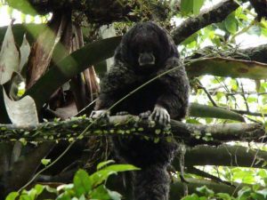 Wolaap Amazone Regenwoud Ecuador