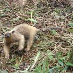 Miereneter in Merazonia vrijwilligerswerk in Ecuador