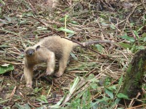 Miereneter in Merazonia vrijwilligerswerk in Ecuador