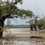 Ondergelopen woud in Cuyabeno Amazone Reservaat Ecuador