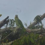 Papagaai in Amazone oerwoud Ecuador
