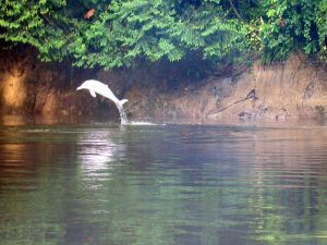 Roze zoetwater dolfijn in Cuyabeno Amazone wildlife reservaat
