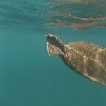 Zeeschildpad Galapagos Wildlife Ecuador