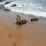 Zeeleeuwen Galapagos Eilanden tour Ecuador