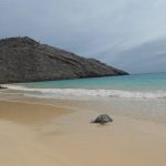 Schildpad op het strand van de Galapagos in Ecuador