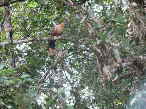 Hoatzin vogel in Cuyabeno AMazone tour