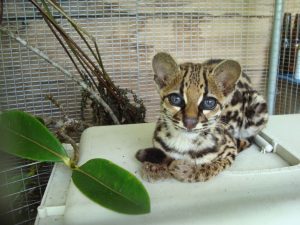 Margay wilde kat in Merazonia #ecuadorrondreizen vrijwilligerswerk