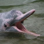 Roze zoetwater dolfijn in Amazone Regenwoud