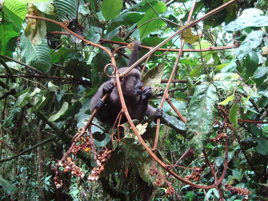 Wolaap in Merazonia dierenopvang centrum in Ecuador