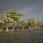 Ondergelopen oerwoud in Cuyabeno wildlife reservaat