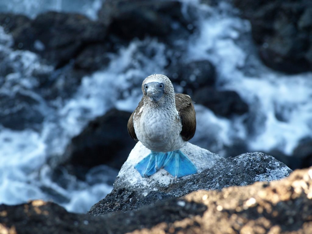 Blue footed Booby of jan van gent op de Galapagos Eilanden in Ecuador