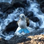 Blue footed Booby of jan van gent op de Galapagos Eilanden in Ecuador
