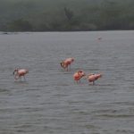Flamingos op de Galapagos Eilanden