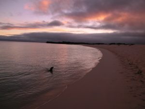 Zeeleeuw bij zonsondergang op de Galapagos Eilanden en reizen