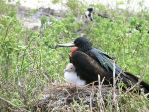 Fregatvogel met jong behoort tot het wildlife op de Galapagos