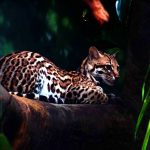 Ocelot in Ecuadoriaanse Amazone