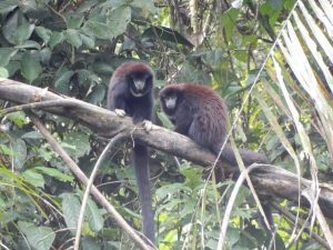 Leeuwenaapjes in Cuyabeno wildlife reservaat