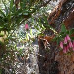 Andes bloemen op Polylepis trek