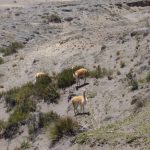 Vicuñas in Andes Ecuador