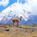 Vicuña trek #maatreizenecuador