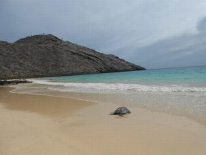 Schildpad op de Galapagos Eilanden