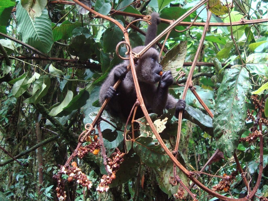 Wolaap in Merazonia dierenopvang Ecuador vrijwilligerswerk