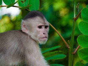 Capucijn aap roeien Amazone Ecuador
