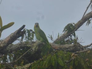 Papagaai in Cuyabeno Amazone Regenwoud