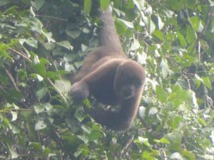 Wolaap in het Amazone Oerwoud van Ecuador