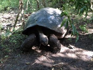 Reuzenschildpad op de Galapagos Eilanden Ecuador