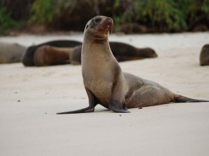 Zeeleeuw op de Galapagos Eilanden Vrijwilligers reis