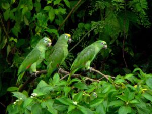 Papagaaien in Cuyabeno Amazone Reservaat