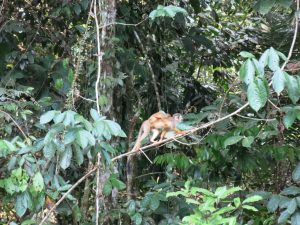 Doodshoofd aapje met jong in Amazone Ecuador