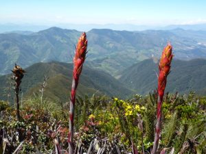 Podocarpus Nationaal Park Ecuador