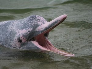 Roze dolfijn in het Amazone Regenwoud