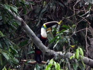 Toucan in het Amazone Regenwoud