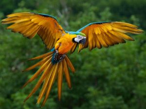 Ara in het Amazone oerwoud van Ecuador