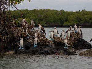 Blue Footed Boobies op de Galapagos