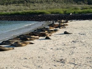 Zeeleeuwen die op het strand uitrusten